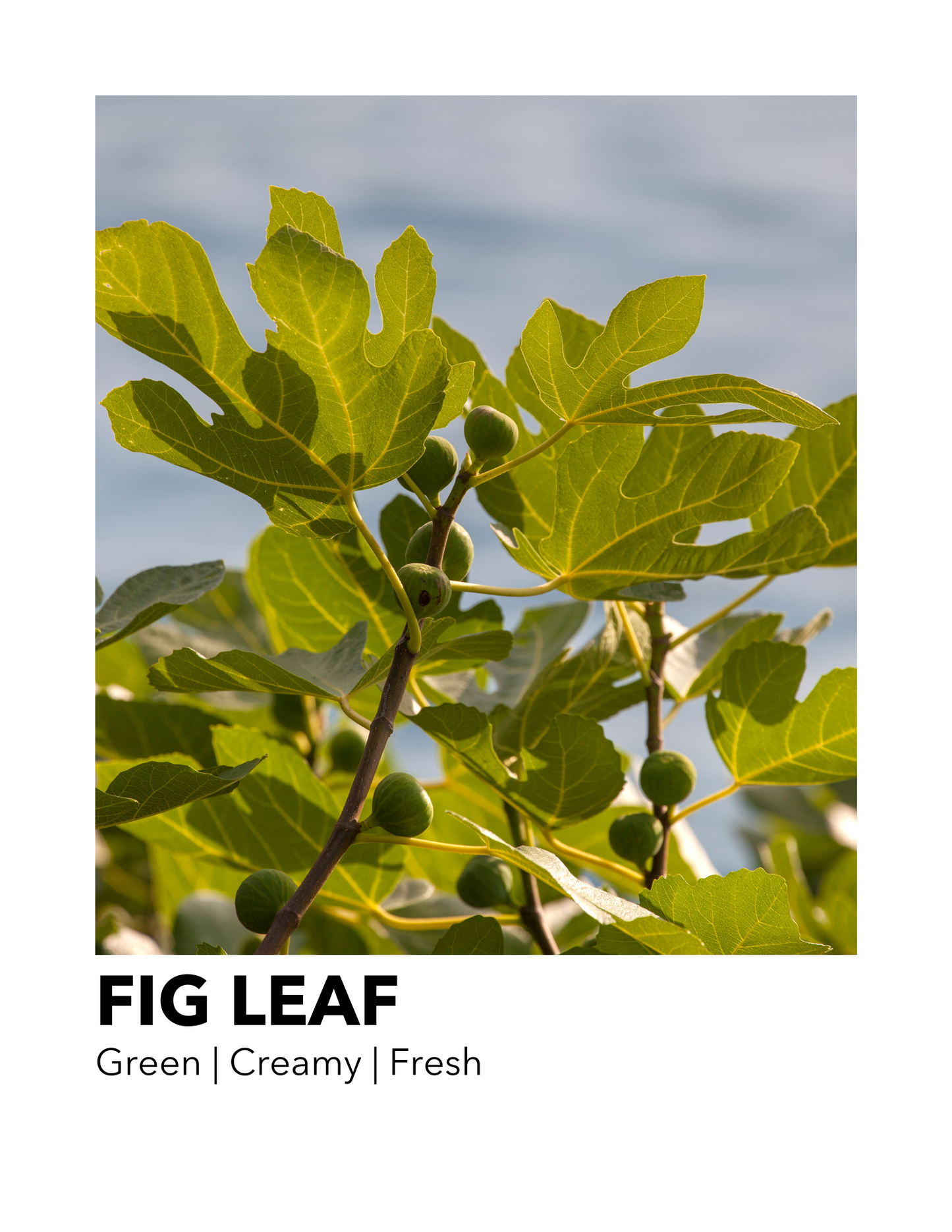 Fig Leaf - Everyday Candle